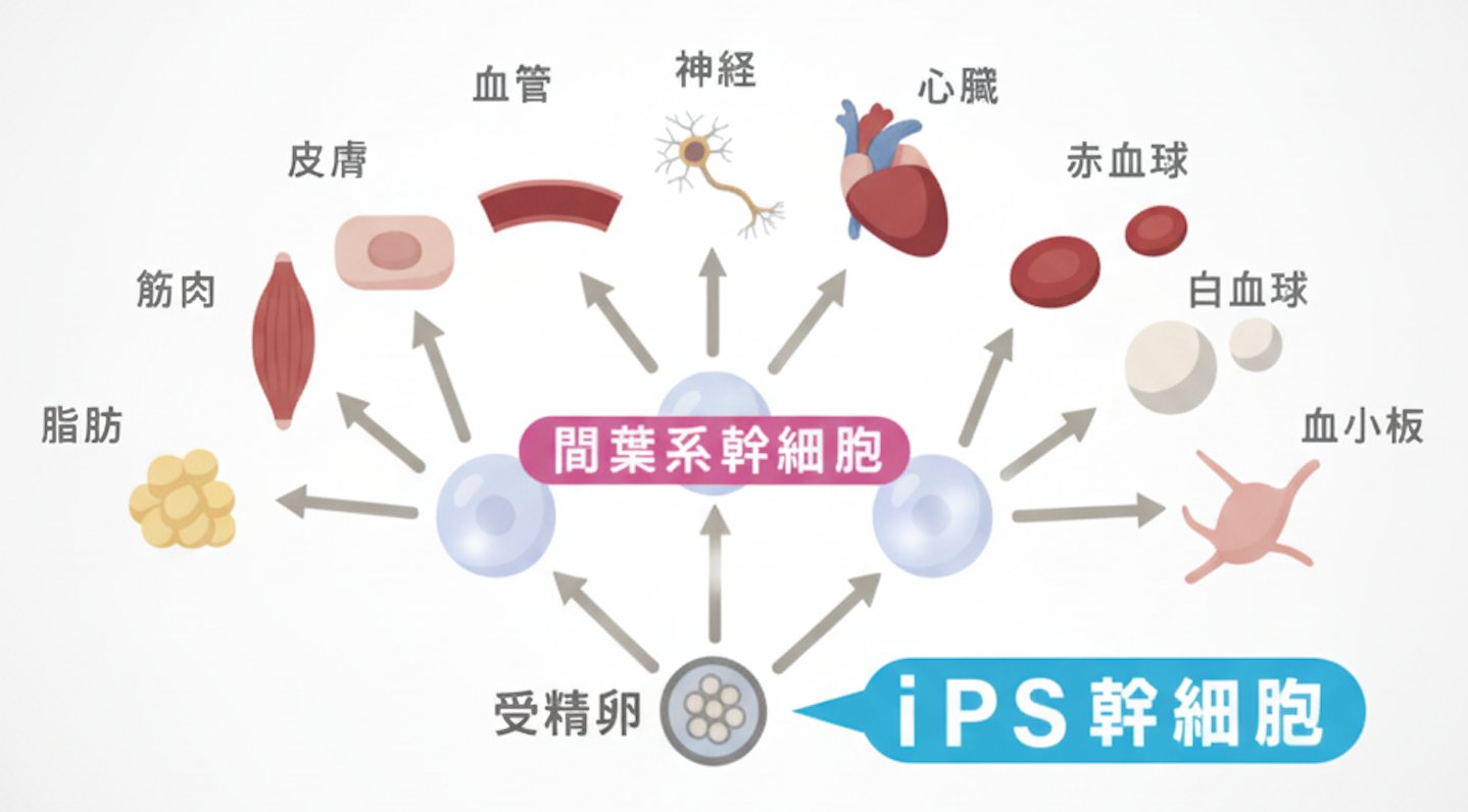 iPS幹細胞の多能性と再生美容への応用を示す図解 — DDS iPS-X 多機能幹細胞培養液
